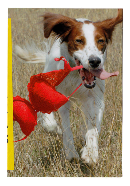 greetings: dog with red bra situation